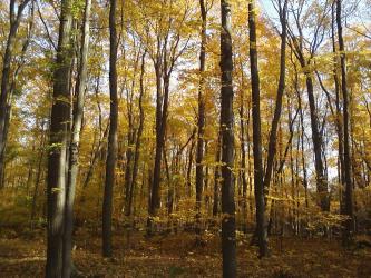 <img0*250:stuff/z/178728/Indian%2520Point%252c%2520Fall/Image10242010161718.jpg>