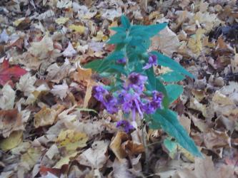 <img0*250:stuff/z/178728/Indian%2520Point%252c%2520Fall/Image10242010161823.jpg>