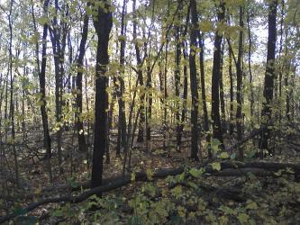 <img0*250:stuff/z/178728/Indian%2520Point%252c%2520Fall/Image10242010162552.jpg>