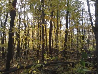 <img0*250:stuff/z/178728/Indian%2520Point%252c%2520Fall/Image10242010162604.jpg>