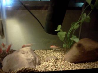 <img0*250:stuff/z/178728/Raven%2527s%2520goldfish/IMG_20110822_190508.jpg>