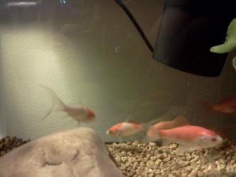 <img0*250:stuff/z/178728/Raven%2527s%2520goldfish/IMG_20110822_190515.jpg>
