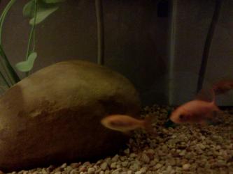 <img0*250:stuff/z/178728/Raven%2527s%2520goldfish/IMG_20110822_190525.jpg>