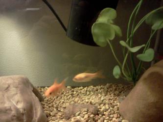 <img0*250:stuff/z/178728/Raven%2527s%2520goldfish/IMG_20110822_190532.jpg>