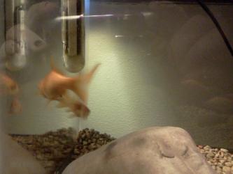 <img0*250:stuff/z/178728/Raven%2527s%2520goldfish/IMG_20110822_190539.jpg>