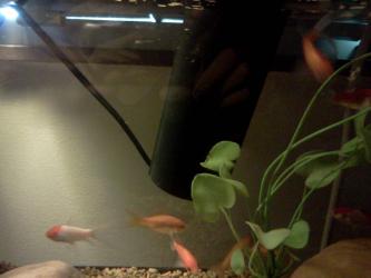 <img0*250:stuff/z/178728/Raven%2527s%2520goldfish/IMG_20110822_190556.jpg>