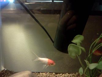 <img0*250:stuff/z/178728/Raven%2527s%2520goldfish/IMG_20110822_190604.jpg>