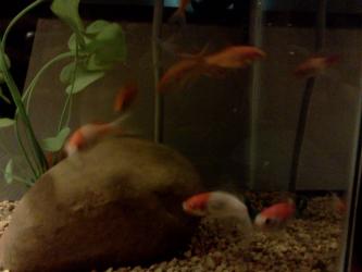 <img0*250:stuff/z/178728/Raven%2527s%2520goldfish/IMG_20110822_190612.jpg>