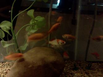 <img0*250:stuff/z/178728/Raven%2527s%2520goldfish/IMG_20110822_190617.jpg>