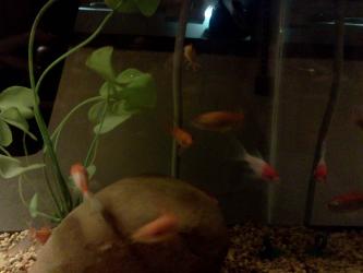 <img0*250:stuff/z/178728/Raven%2527s%2520goldfish/IMG_20110822_190623.jpg>