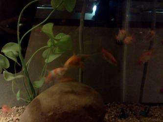<img0*250:stuff/z/178728/Raven%2527s%2520goldfish/IMG_20110822_190628.jpg>