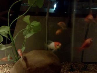 <img0*250:stuff/z/178728/Raven%2527s%2520goldfish/IMG_20110822_190632.jpg>