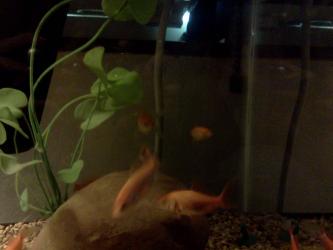 <img0*250:stuff/z/178728/Raven%2527s%2520goldfish/IMG_20110822_190636.jpg>