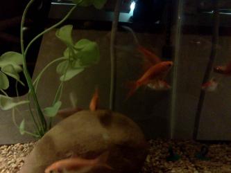 <img0*250:stuff/z/178728/Raven%2527s%2520goldfish/IMG_20110822_190644.jpg>