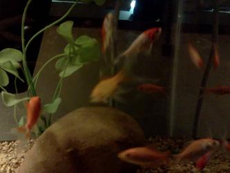 <img0*250:stuff/z/178728/Raven%2527s%2520goldfish/IMG_20110822_190649.jpg>