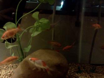 <img0*250:stuff/z/178728/Raven%2527s%2520goldfish/IMG_20110822_190653.jpg>