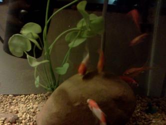 <img0*250:stuff/z/178728/Raven%2527s%2520goldfish/IMG_20110822_190700.jpg>