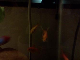 <img0*250:stuff/z/178728/Raven%2527s%2520goldfish/IMG_20110822_190718.jpg>