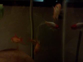 <img0*250:stuff/z/178728/Raven%2527s%2520goldfish/IMG_20110822_190723.jpg>