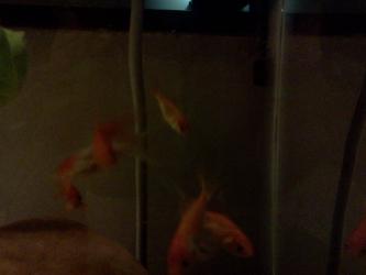 <img0*250:stuff/z/178728/Raven%2527s%2520goldfish/IMG_20110822_190728.jpg>