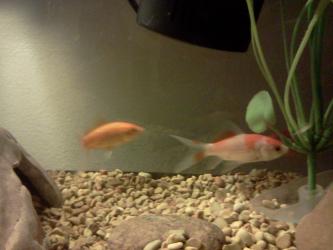 <img0*250:stuff/z/178728/Raven%2527s%2520goldfish/IMG_20110822_190747.jpg>