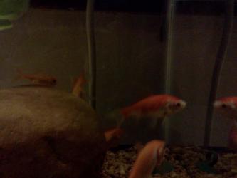 <img0*250:stuff/z/178728/Raven%2527s%2520goldfish/IMG_20110822_190752.jpg>
