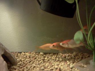 <img0*250:stuff/z/178728/Raven%2527s%2520goldfish/IMG_20110822_190800.jpg>