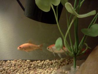 <img0*250:stuff/z/178728/Raven%2527s%2520goldfish/IMG_20110822_190805.jpg>