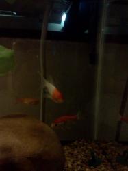 <img0*250:stuff/z/178728/Raven%2527s%2520goldfish/IMG_20110822_190813.jpg>