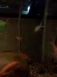 <img0*250:stuff/z/178728/Raven%2527s%2520goldfish/IMG_20110822_190816.jpg>