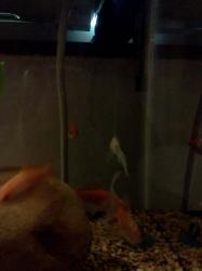<img0*250:stuff/z/178728/Raven%2527s%2520goldfish/IMG_20110822_190822.jpg>
