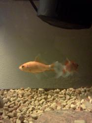 <img0*250:stuff/z/178728/Raven%2527s%2520goldfish/IMG_20110822_190834.jpg>