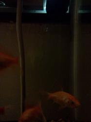 <img0*250:stuff/z/178728/Raven%2527s%2520goldfish/IMG_20110822_190840.jpg>