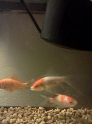 <img0*250:stuff/z/178728/Raven%2527s%2520goldfish/IMG_20110822_190851.jpg>