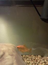 <img0*250:stuff/z/178728/Raven%2527s%2520goldfish/IMG_20110822_190858.jpg>