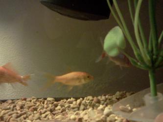 <img0*250:stuff/z/178728/Raven%2527s%2520goldfish/IMG_20110822_190918.jpg>
