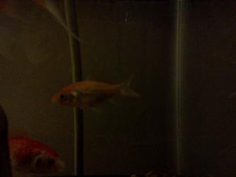 <img0*250:stuff/z/178728/Raven%2527s%2520goldfish/IMG_20110822_190924.jpg>