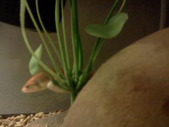 <img0*250:stuff/z/178728/Raven%2527s%2520goldfish/IMG_20110822_190946.jpg>