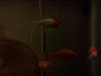 <img0*250:stuff/z/178728/Raven%2527s%2520goldfish/IMG_20110822_190951.jpg>