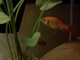 <img0*250:stuff/z/178728/Raven%2527s%2520goldfish/IMG_20110822_191006.jpg>