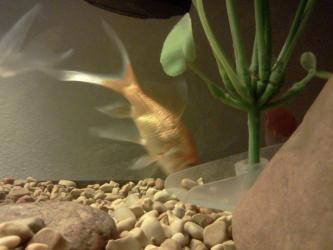 <img0*250:stuff/z/178728/Raven%2527s%2520goldfish/IMG_20110822_191022.jpg>