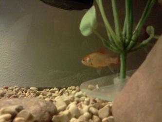 <img0*250:stuff/z/178728/Raven%2527s%2520goldfish/IMG_20110822_191027.jpg>