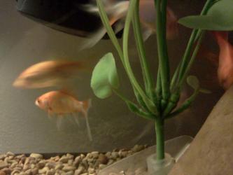 <img0*250:stuff/z/178728/Raven%2527s%2520goldfish/IMG_20110822_191051.jpg>