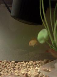 <img0*250:stuff/z/178728/Raven%2527s%2520goldfish/IMG_20110822_191113.jpg>