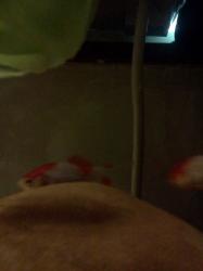 <img0*250:stuff/z/178728/Raven%2527s%2520goldfish/IMG_20110822_191129.jpg>