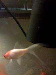 <img0*250:stuff/z/178728/Raven%2527s%2520goldfish/IMG_20110822_191137.jpg>