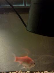 <img0*250:stuff/z/178728/Raven%2527s%2520goldfish/IMG_20110822_191148.jpg>