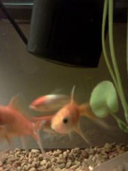 <img0*250:stuff/z/178728/Raven%2527s%2520goldfish/IMG_20110822_191154.jpg>