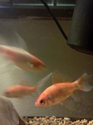 <img0*250:stuff/z/178728/Raven%2527s%2520goldfish/IMG_20110822_191159.jpg>