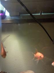 <img0*250:stuff/z/178728/Raven%2527s%2520goldfish/IMG_20110822_191209.jpg>